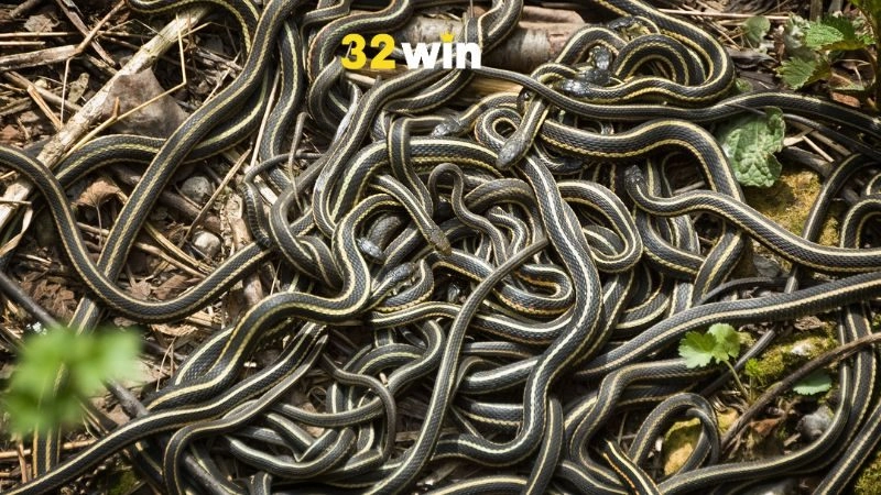 Mơ Thấy Rắn Đánh Con Gì? 32WIN Giải Mã Để Chọn Đúng Con Số - nopg.top