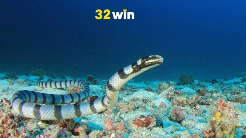 Mơ Thấy Rắn Đánh Con Gì? 32WIN Giải Mã Để Chọn Đúng Con Số - nopg.top