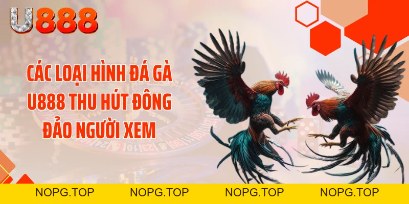 Đá Gà U888 - Xé Tan Màn Đêm Với Những Cú Đá Cực Gắt - nopg.top