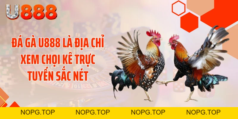 Đá Gà U888 - Xé Tan Màn Đêm Với Những Cú Đá Cực Gắt - nopg.top